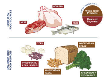 Whole grain products and meats and legumes containing iron