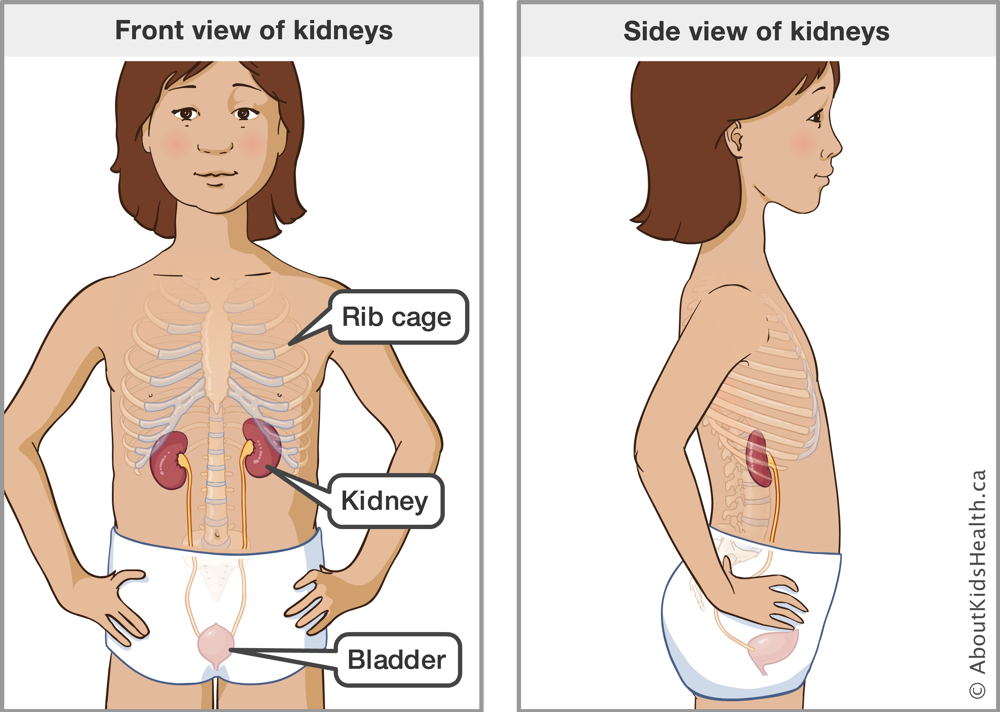 Side by side comparison of the location of the kidneys in the body from a front view versus side view