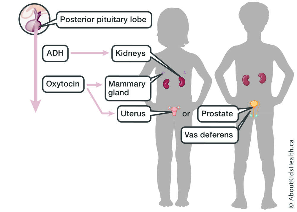posterior pituitary lobe produces ADH and oxytocin