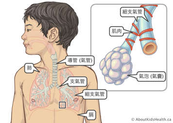 男孩的肺、氣管、支氣管、細支氣管和橫膈膜位置分佈,以及細支氣管和肺泡的近距離示意圖