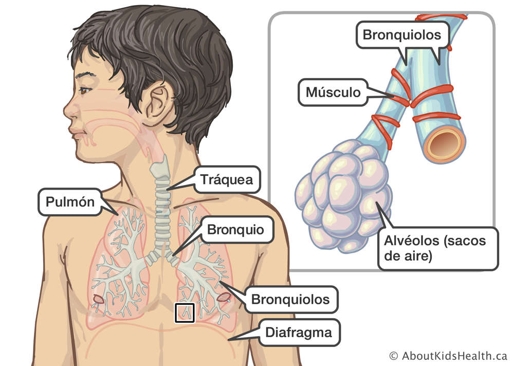 Localización de pulmones, tráquea, bronquios, bronquiolos y diafragma en un niño, y primer plano de bronquiolos y alvéolos