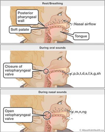 How the soft palate works during speech