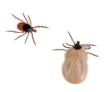Comparison of a blacklegged tick before and after it has fed