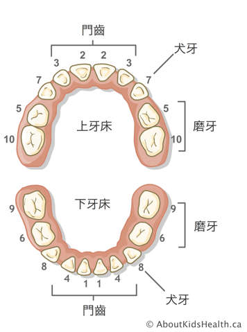門牙、犬齒、臼齒示意圖,按牙齒長出順序編號
