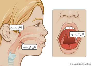 غدہ حلق اورگلےکے غدودوں کا مقام