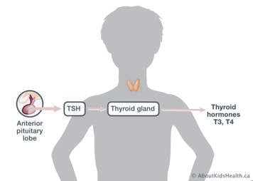 TSH is produced in anterior lobe and signals thyroid gland to produce T3 and T4