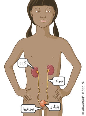 ایک لڑکی میں گردے، پیشاب کی نالی، مثانے اور شرمگاہ کی شناخت