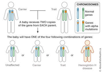 Chromosome distribution chart for a male and a female both carrying the beta thalassemia gene in one chromosome